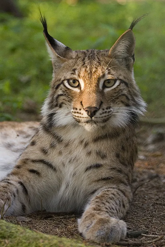 Karpatenluchs — Durău (Rumänien)