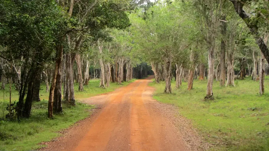 Parcul Național Wilpattu — Veerampattinam (India)