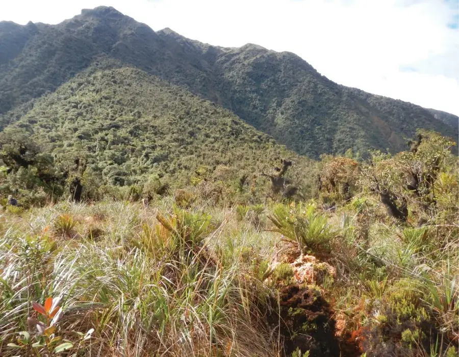 Nationalpark Yanachaga-Chemillén