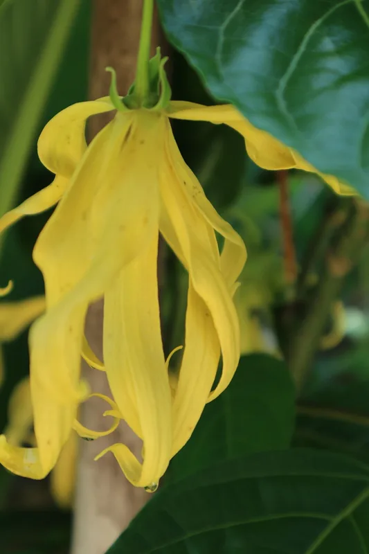 Distileria de Ylang-Ylang din Ouani