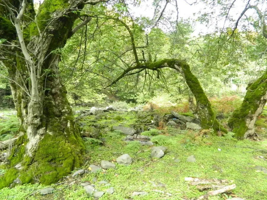 Zagatala State Reserve