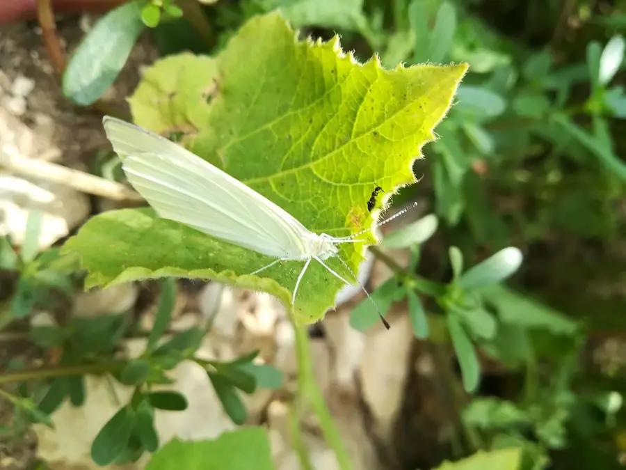 Ölraffinerie Zahrani — Sidon (Libanon)