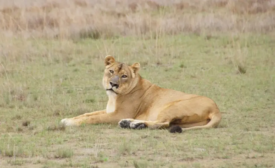 Liuwa Plain National Park
