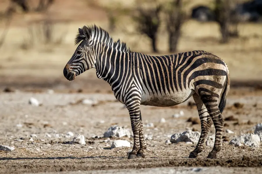 Zebra-Berge — Khorixas (Namibia)