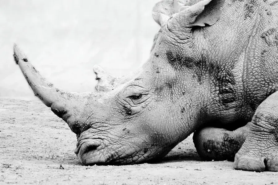 Ziwa-Nashorn-Schutzgebiet — Hoima (Uganda)