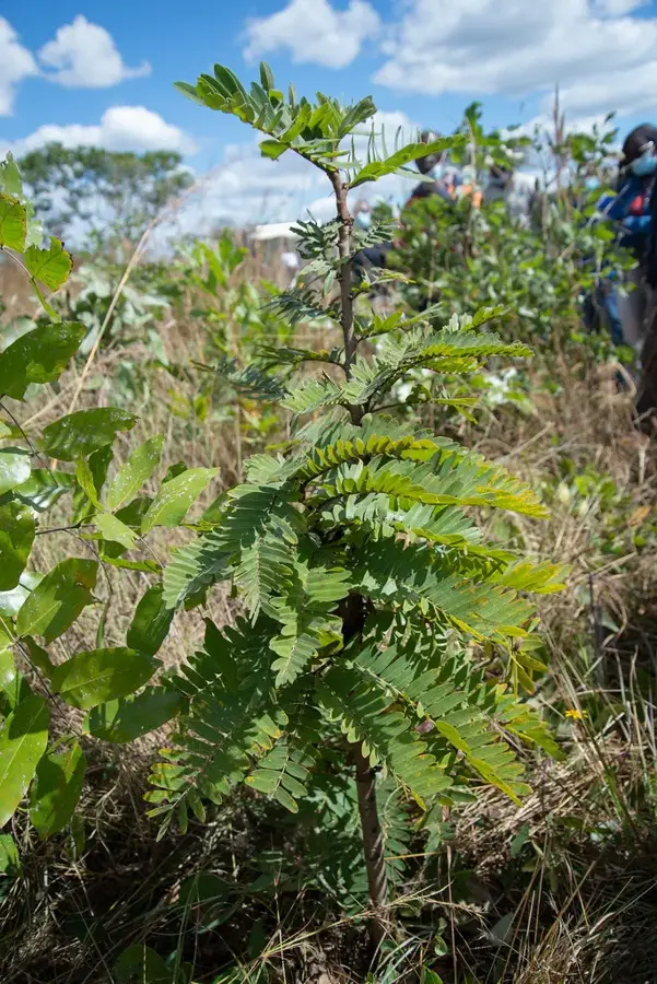Mina de Cupru Mopani — Chililabombwe (Zambia)