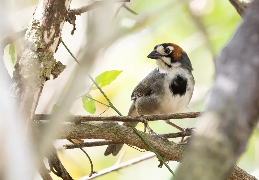 Zona Francă BES — Barva (Costa Rica)