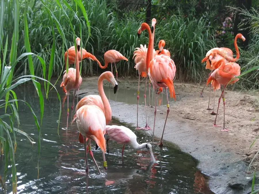 Grădina Zoologică din Barranquilla — Malambo (Columbia)