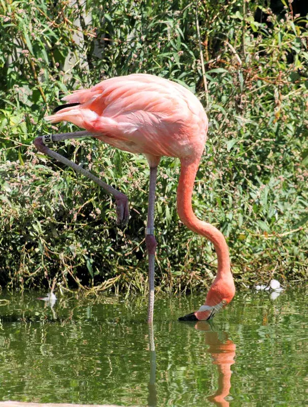 Zoo de Piatră — Contramaestre (Cuba)