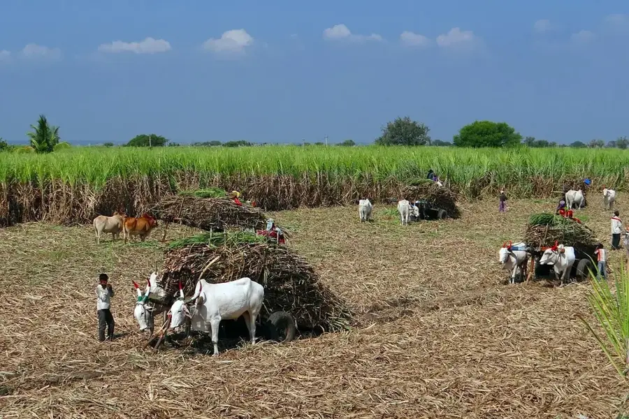 Añisoc Sugarcane Fields